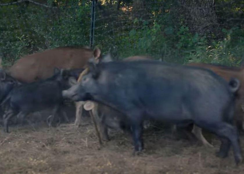 A Sport Utility Vehicle for Disease Wild Pigs Wreak Havoc in Louisiana
